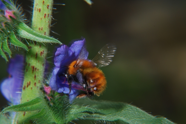 Bombus pascuorum